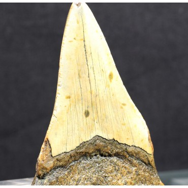 Mineral carcharocles megalodon