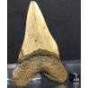 Mineral carcharocles megalodon