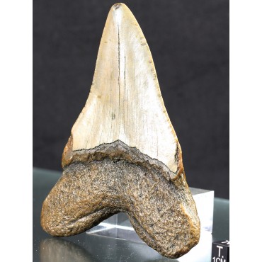 Mineral carcharocles megalodon