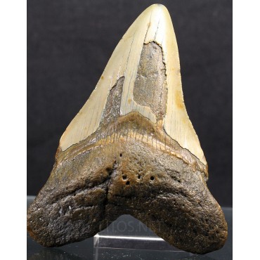 Mineral carcharocles megalodon