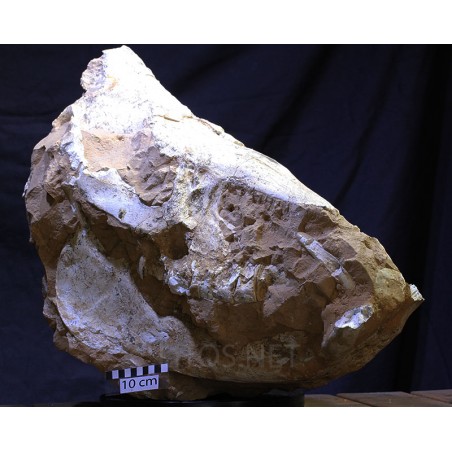 Mineral chilotherium Mineral chilotherium