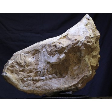 Mineral chilotherium
