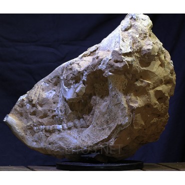 Mineral chilotherium