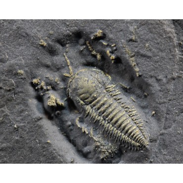 Fósil trilobite triarthrus