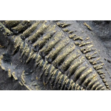 Fósil trilobite triarthrus