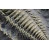 Fósil trilobite triarthrus