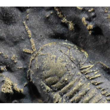 Fósil trilobite triarthrus