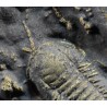 Fósil trilobite triarthrus