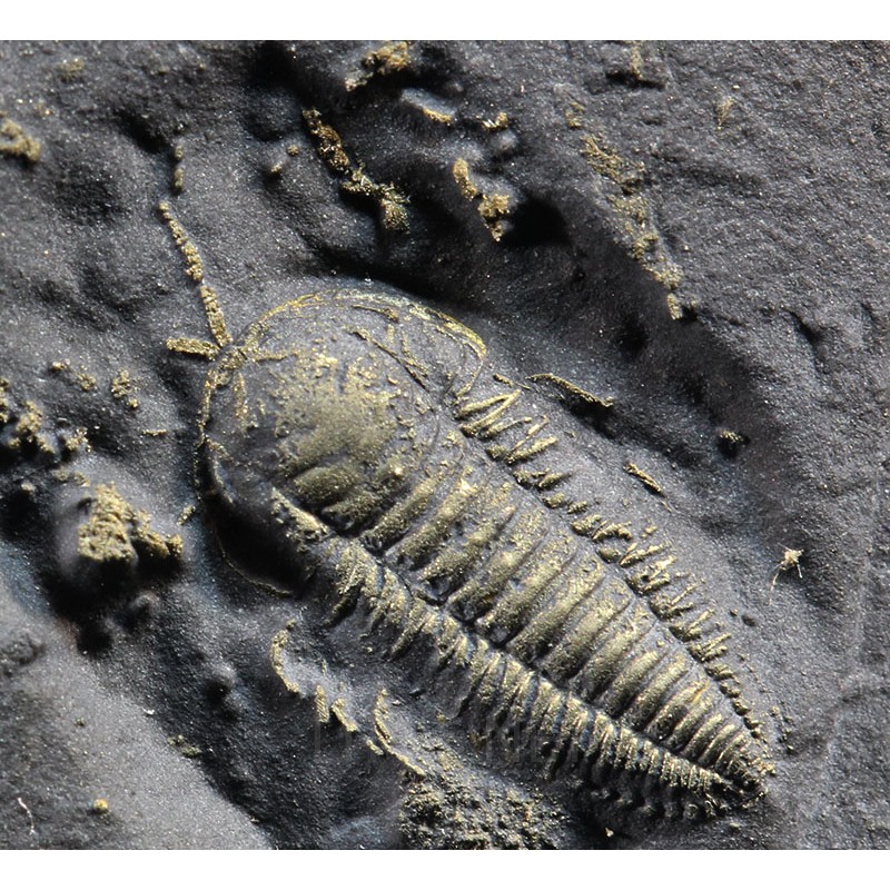 Fósil trilobite triarthrus