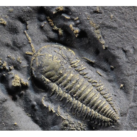 Fósil trilobite triarthrus Fósil trilobite triarthrus
