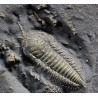 Fósil trilobite triarthrus