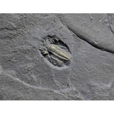 Fósil trilobite triarthrus