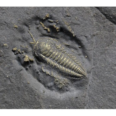 Fósil trilobite triarthrus