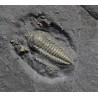 Fósil trilobite triarthrus