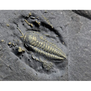 Fósil trilobite triarthrus