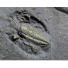 Fósil trilobite triarthrus