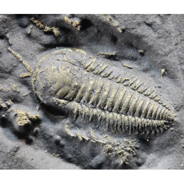 Fósil trilobite triarthrus