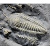 Fósil trilobite triarthrus