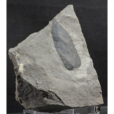 Fósil neurocallipteris gallica