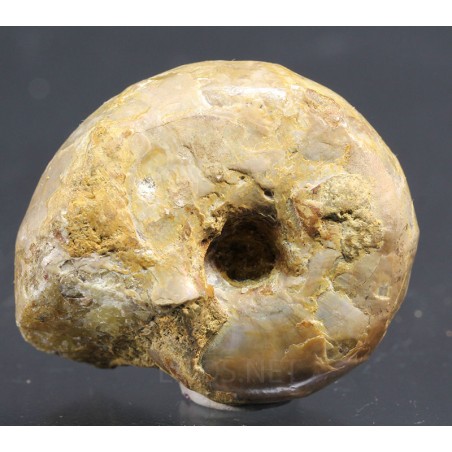 Fósil ammonite puzosia