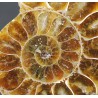 Colgante de ammonite fosilizado