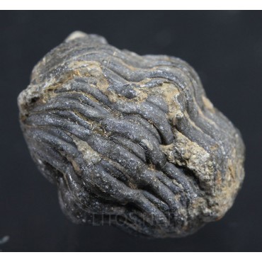 Fósil trilobite morocops