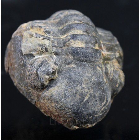 Fósil trilobite reddops Fósil trilobite reddops