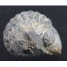 Fósil trilobite reddops