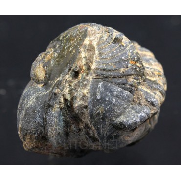 Fósil trilobite reddops