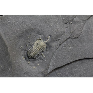 Fósil trilobite triarthrus