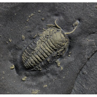 Fósil trilobite triarthrus