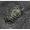 Fósil trilobite triarthrus