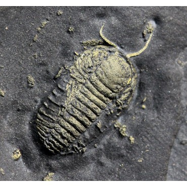 Fósil trilobite triarthrus