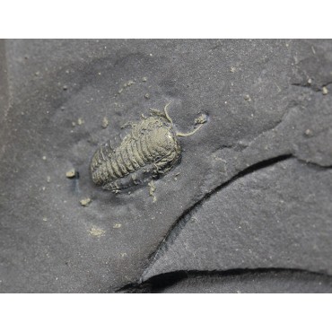 Fósil trilobite triarthrus