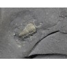 Fósil trilobite triarthrus