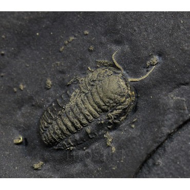 Fósil trilobite triarthrus