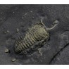 Fósil trilobite triarthrus