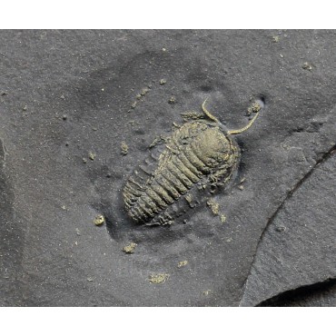 Fósil trilobite triarthrus