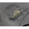 Fósil trilobite triarthrus