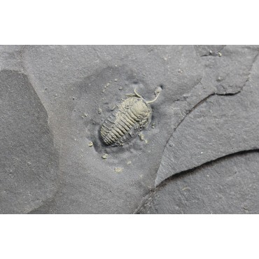 Fósil trilobite triarthrus