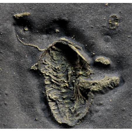 Fósil trilobite triarthrus Fósil trilobite triarthrus