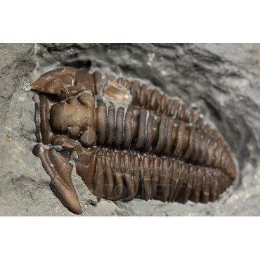 Fósil trilobite flexicalimene