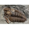 Fósil trilobite flexicalimene