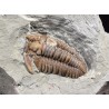 Fósil trilobite flexicalimene