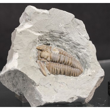 Fósil trilobite flexicalimene