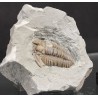 Fósil trilobite flexicalimene