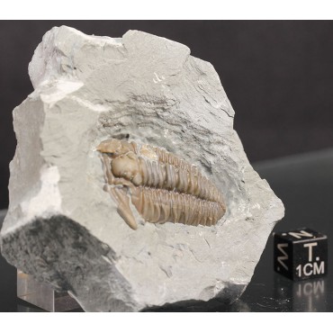 Fósil trilobite flexicalimene