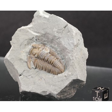 Fósil trilobite flexicalimene