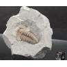 Fósil trilobite flexicalimene