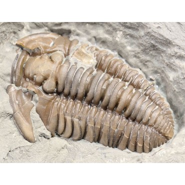 Fósil trilobite flexicalimene